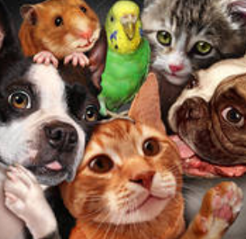 tanahoy.com animals