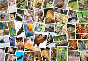 tanahoy.com animals