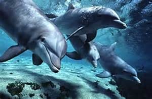 dolphins