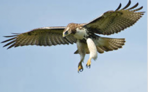 tanahoy.com hawk