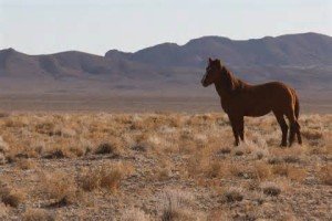 horse going home