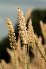 tanahoy.com wheat
