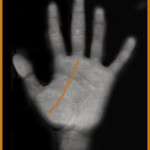 the money line in palmistry