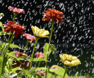 flowers under the rain