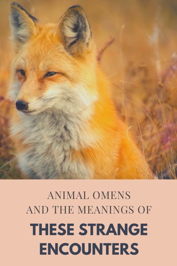 Animal Omens And The Meanings