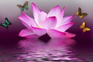 lotus flower