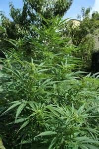 tanahoy.com cannabis sativa