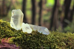several clear to translucent quartz crystals resting on a vibrant bed of green moss