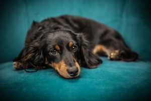 can dogs sense ghosts