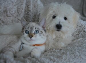 cat and dog together