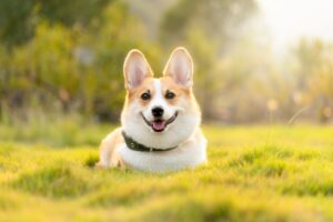 corgi dog