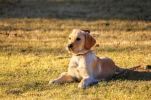 A golden retriever puppy is lying in a field of dry, yellow grass.