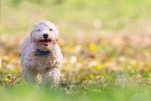 A fluffy, light-colored dog with a blue collar is running happily through a grassy field.