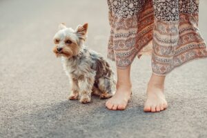 a small Yorkshire Terrier sitting on asphalt next to a person's bare feet