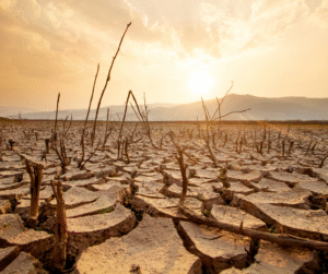 A wide shot of a parched, cracked landscape with dead branches under a hazy, setting sun.