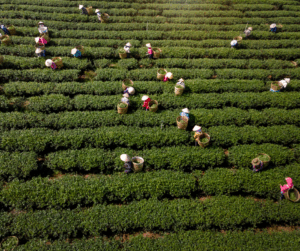 Farmers harvesting tea in long, parallel rows of vibrant green bushes at a plantation