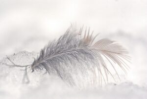 feather