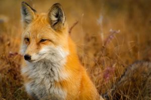 Animal Omens And The Meanings