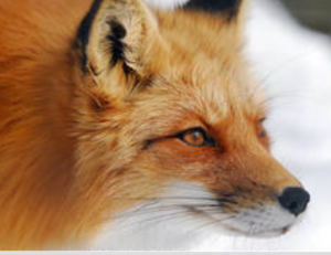 tanahoy.com fox