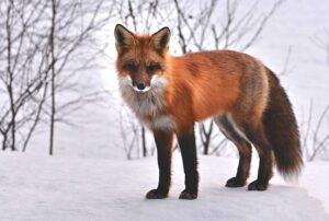 A full-bodied, red fox stands in the snow, looking directly at the camera.