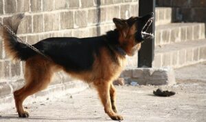 A chained German Shepherd barks with its mouth wide open