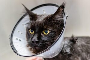 A fluffy black cat with bright yellow eyes wears a plastic cone collar