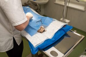 a cat's head peeking out from under a blue surgical drape on an operating table, with a veterinarian
