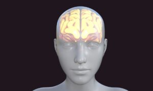 human brain