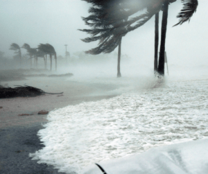 deadly hurricane on a blurry backdrop of disheveled palm trees by the sea