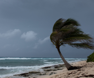 trees bending because of the strong winds and rain