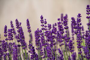 lavenders