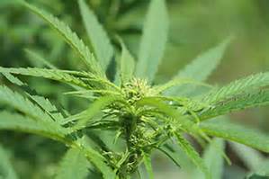 tanahoy.com marijuana-plant