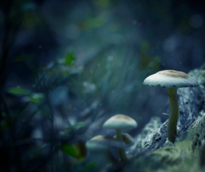 mushroom grown inside a forest
