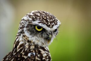 A close-up portrait of a small, mottled brown and white owl with intense yellow eyes, looking slightly downward and to the side
