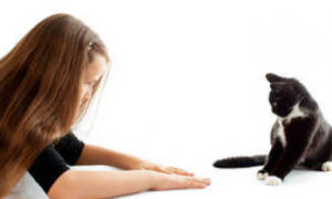tanahoy.com pet communication