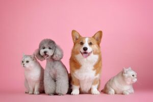 A white cat, a grey poodle, a corgi, and another white cat sitting in a line on a pink background