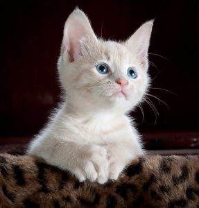 tanahoy.com dreams about animals