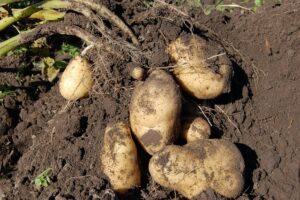Freshly harvested potatoes, still covered in soil
