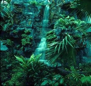 tanahoy.com rainforest.