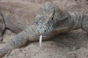Komodo dragons