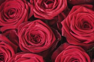 a close-up, top-down view of a dense cluster of vibrant red roses