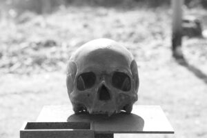 human skull