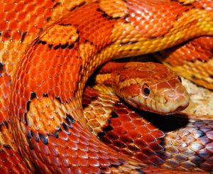 dream meaning of a snake