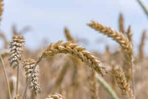 close-up shot of golden wheat stalks in a field under a bright sky