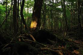 tanahoy.com aokigahara forest