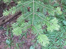 tanahoy.com balsam fir needles
