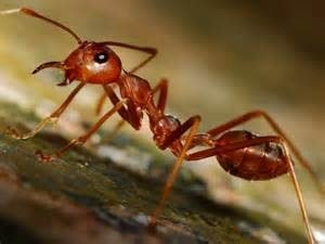 tanahoy.com fire ant