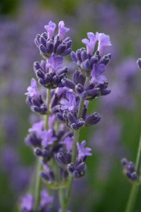 tanahoy.com lavender