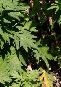 tanahoy.com mugwort