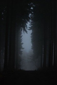 tanahoy.com shadowy forest